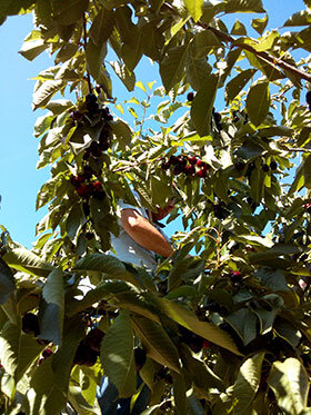 recogida-picotas-jerte