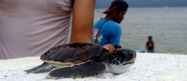 perhentian-tortuga