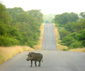 Experiencia en el Parque Nacional Kruger en Sudáfrica (III)
