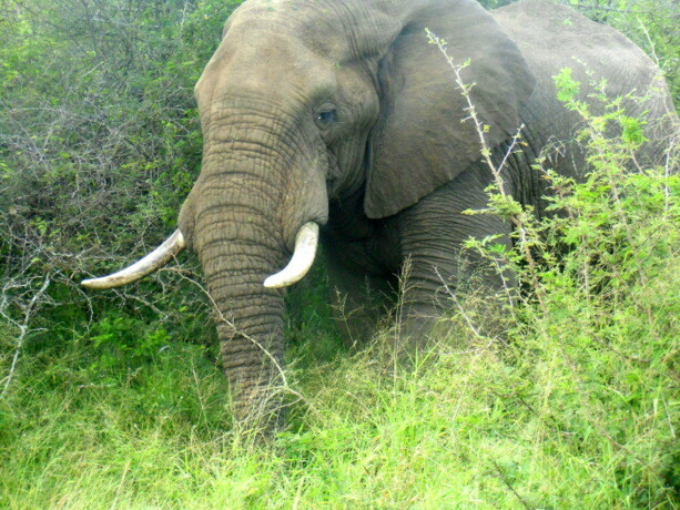 Elefante en el Parque Nacional Kruger