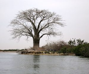 Delta del Saloum