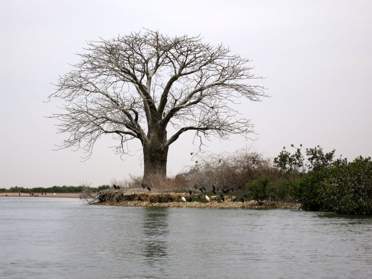 Delta del Saloum