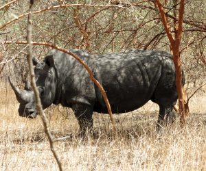 Un rinoceronte en la reserva de
