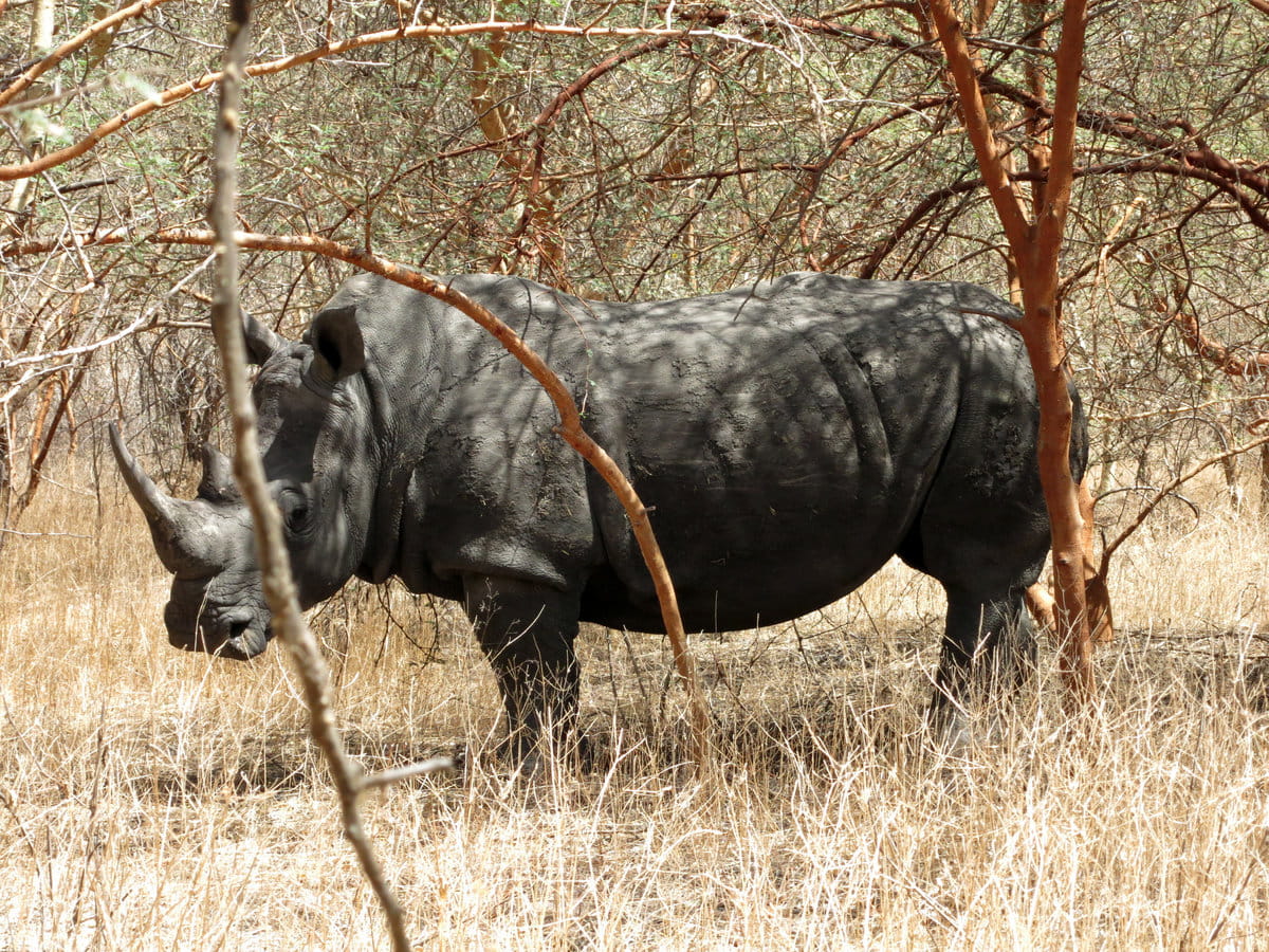 Un rinoceronte en la reserva de Bandia
