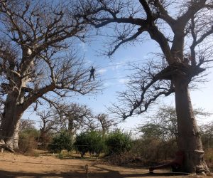 Baobabs en Senegal