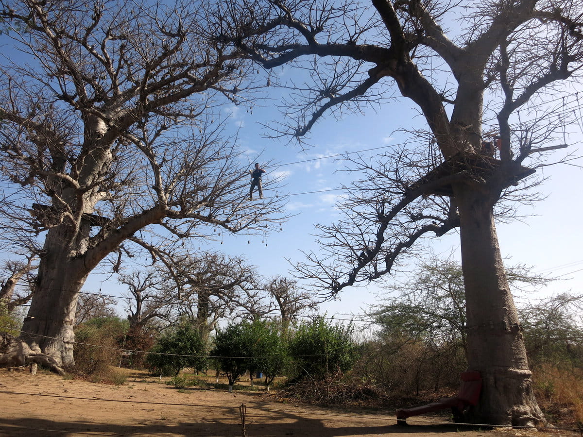 Baobabs en Senegal