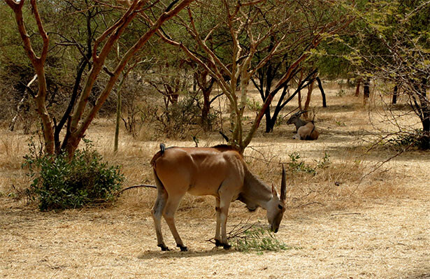 anitlopes-senegal-bandia