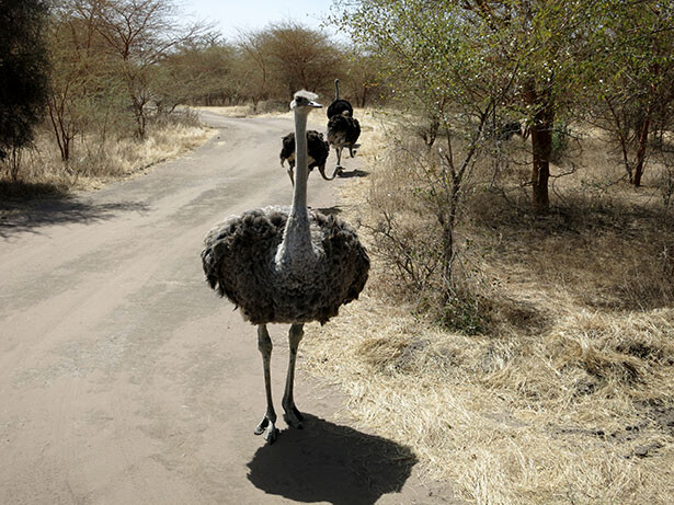 avestruz-senegal