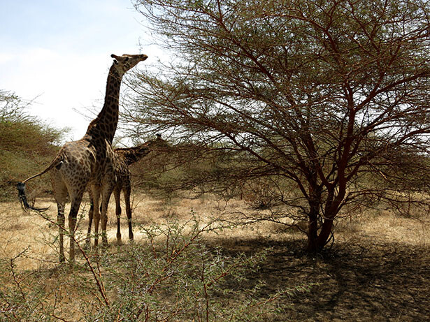 jirafas-acacia-senegal