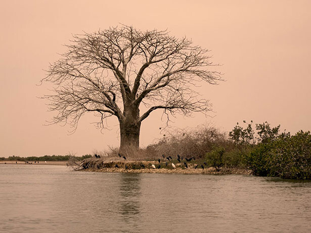 baobab-senegal