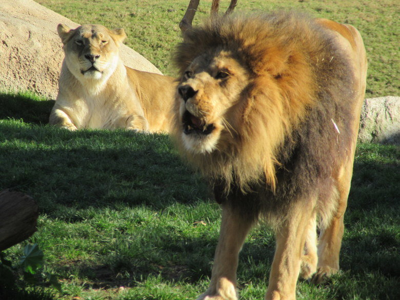 Bioparc Valencia