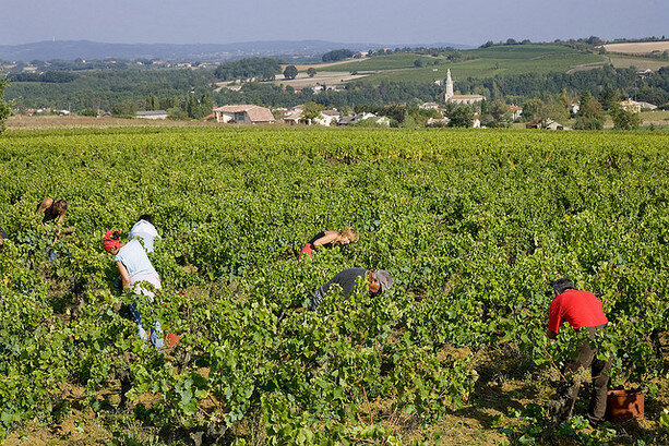 Vendimiadores en la bodega Plageoles (CC Vins Plageoles)