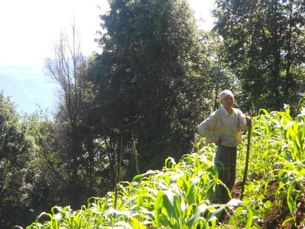 Agricultor trabajando el maíz en las laderas del San Pedro