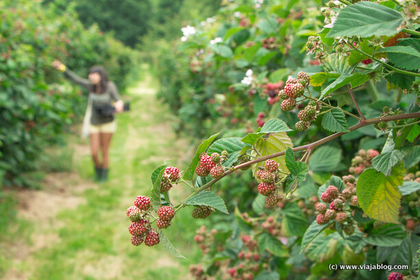 Recogiendo moras rojas Finca El Malain San Justo Asturias