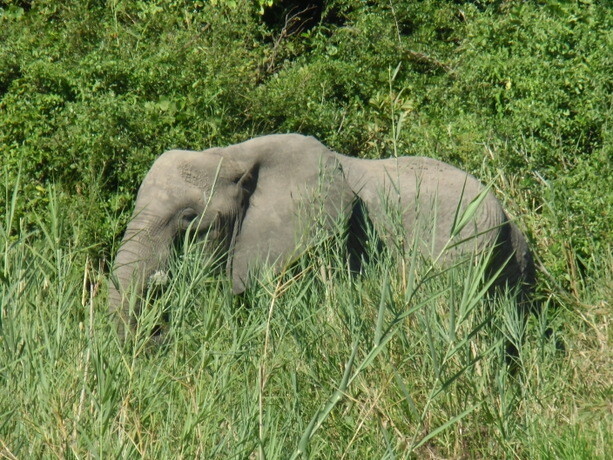 Elefante en Liwonde