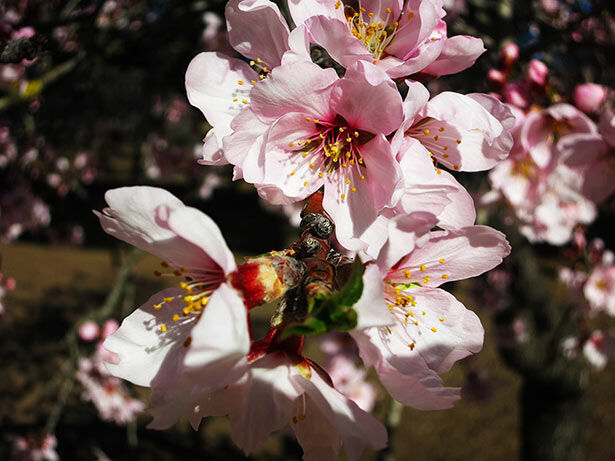 Quinta de los Molinos