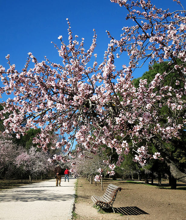 Almendros en flor en el Parque Quinta de los Molinos