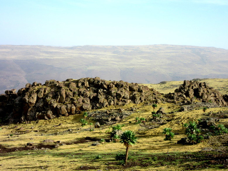 Las lobelias gigantes del paisaje de las Simien