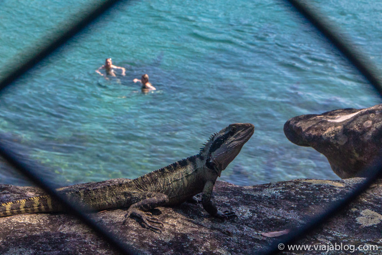 Giant Killer Lizard in Sydney, Australia