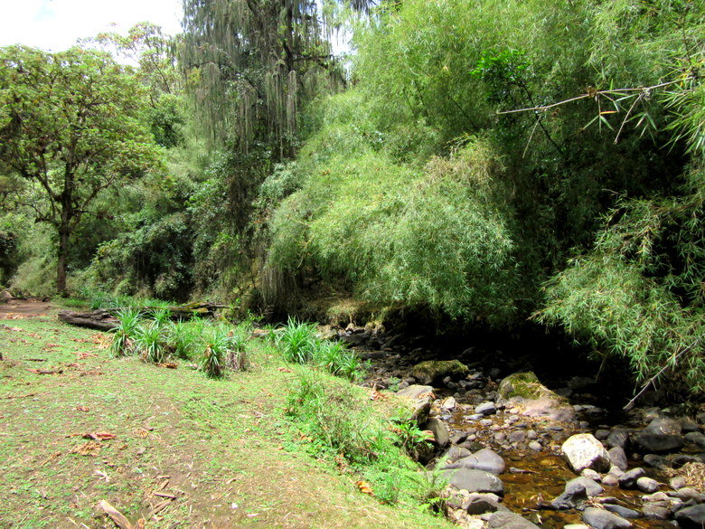 bosque-dodola