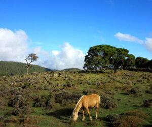 El trekking de Dodola en Etiopía (Parte 3)