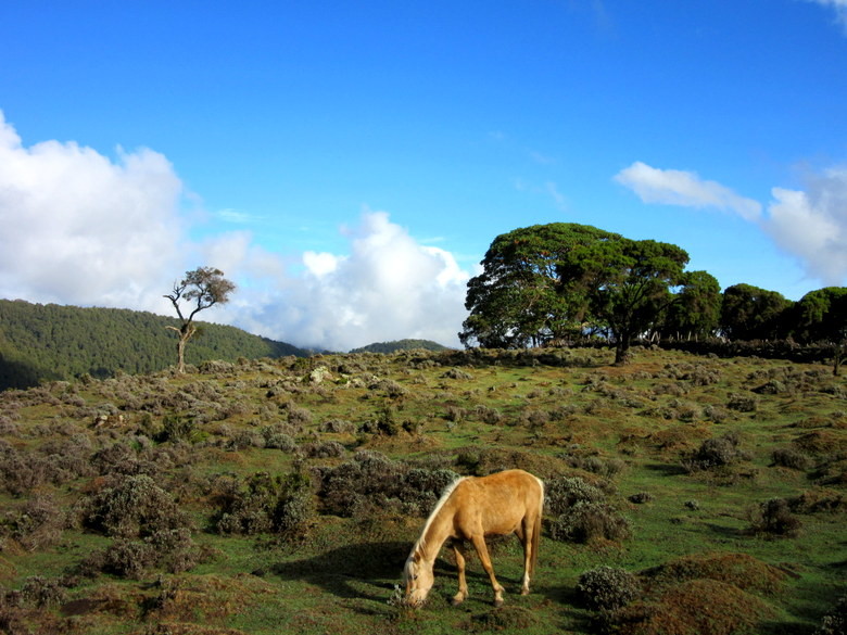 dodola-1