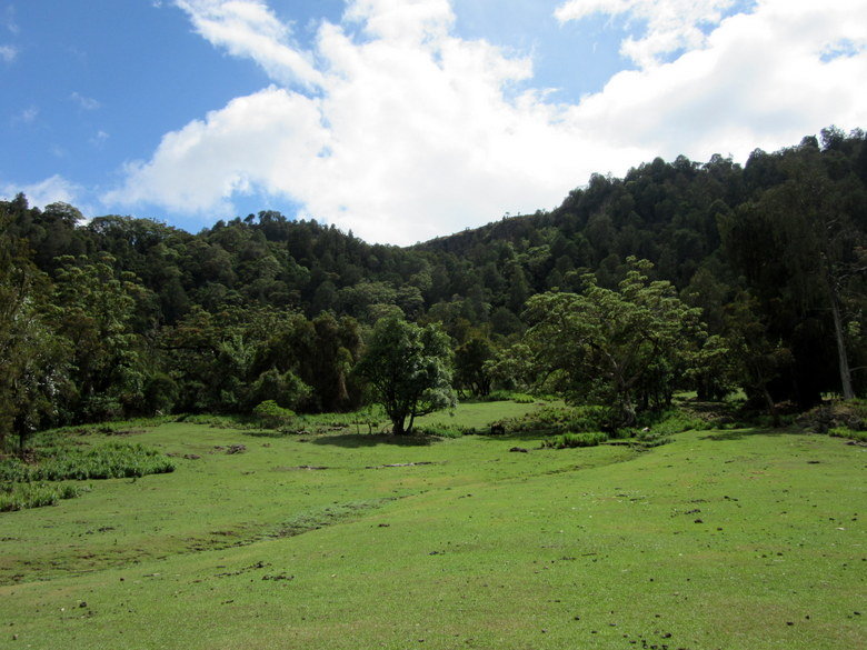 dodola5