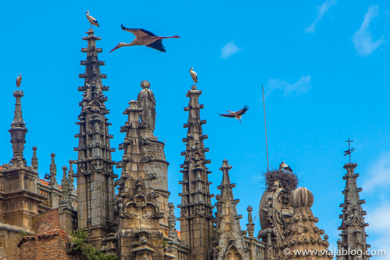 Cigüeñas, Catedral de Plasencia, Plasencia, Extremadura
