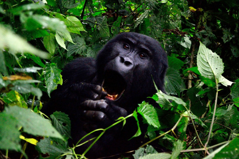 Gorila de Montaña en Uganda