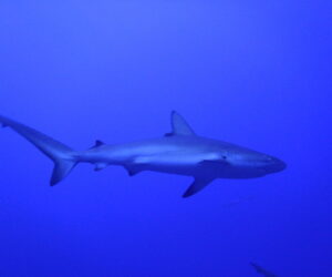 Guía de viaje a la isla de Providencia en Colombia