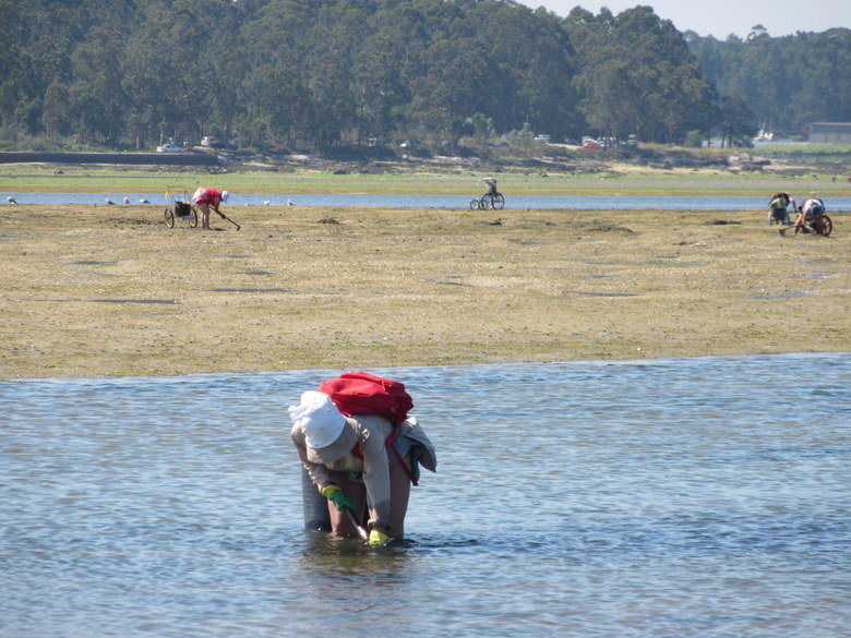 mariscadoras
