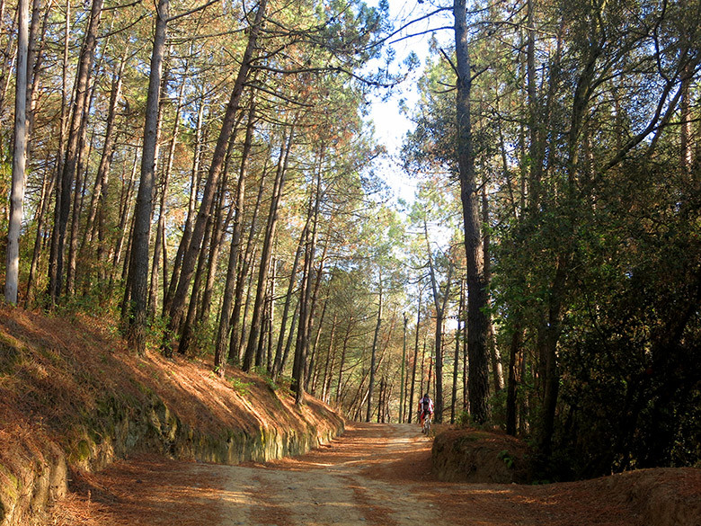 Pista recorriendo el bosque de Céllecs