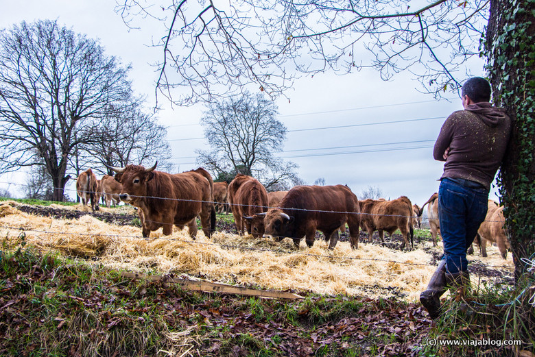 Bueyes de la Ganadería Cabrero, Asturias