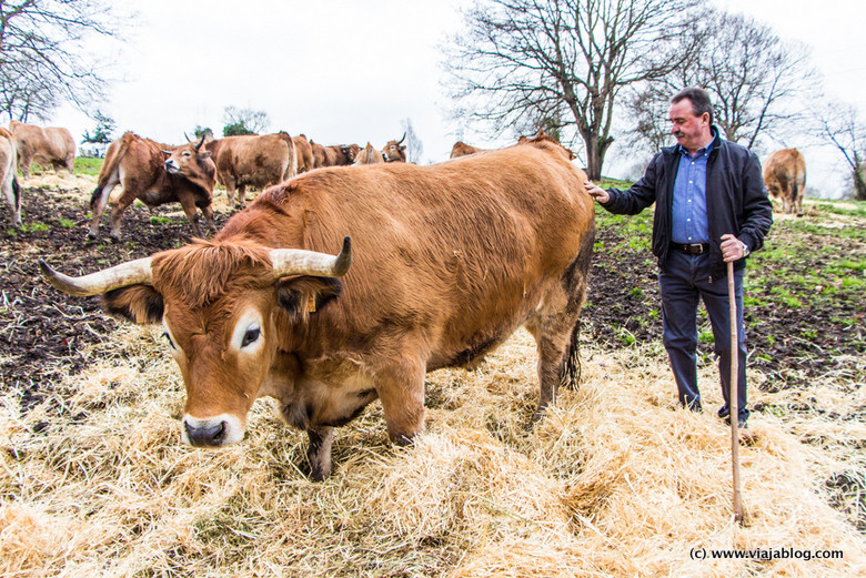 José Manuel Suárez y los Bueyes de Ganadería Cabrero, Asturias