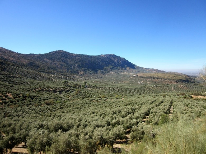 Campo Priego de Córdoba