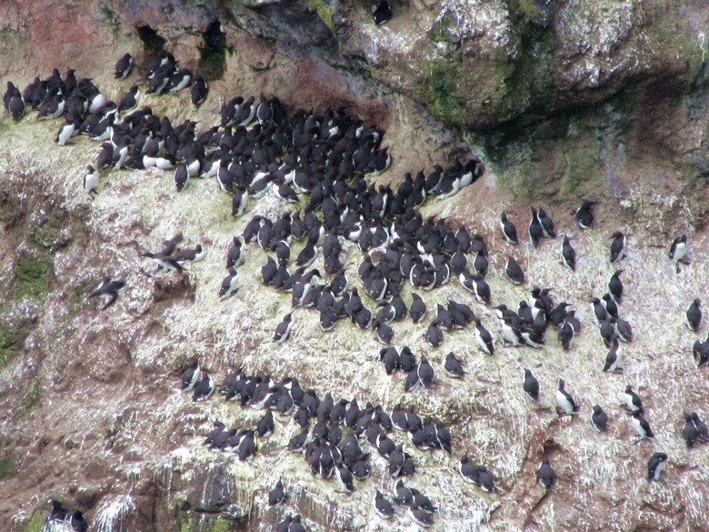 Frailecillos Rathlin