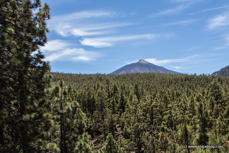 El Teide sobre un mar de árboles, Tenerife, Islas Canarias [(c)Foto: @avistu]