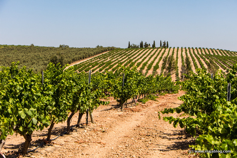 Viñedo Bodega La Capuchina Málaga