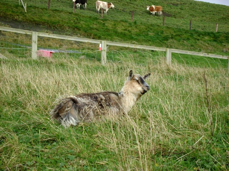 vacas moher irlanda