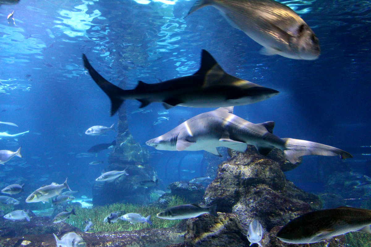 El gran oceanario del Aquàrium