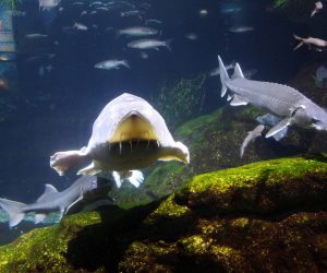Peces en Aquàrium de Barcelona