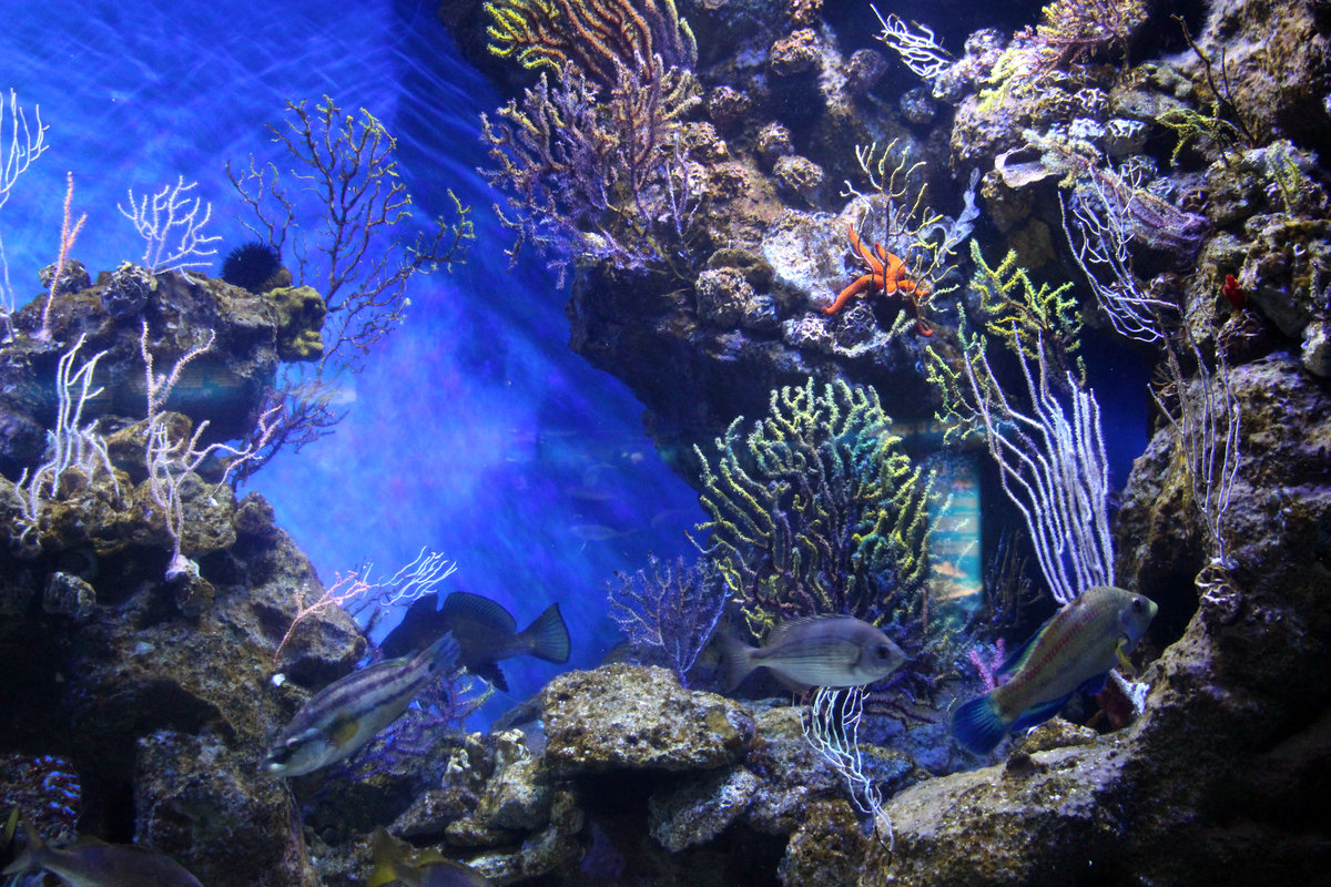 acuarios tropicales