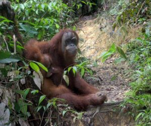 Presupuesto para viajar a Indonesia