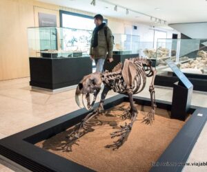 Museo de Paleontología (Cuenca)