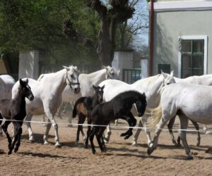 Pardubice Caballerizas Reales