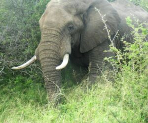 Elefante en el Kruger