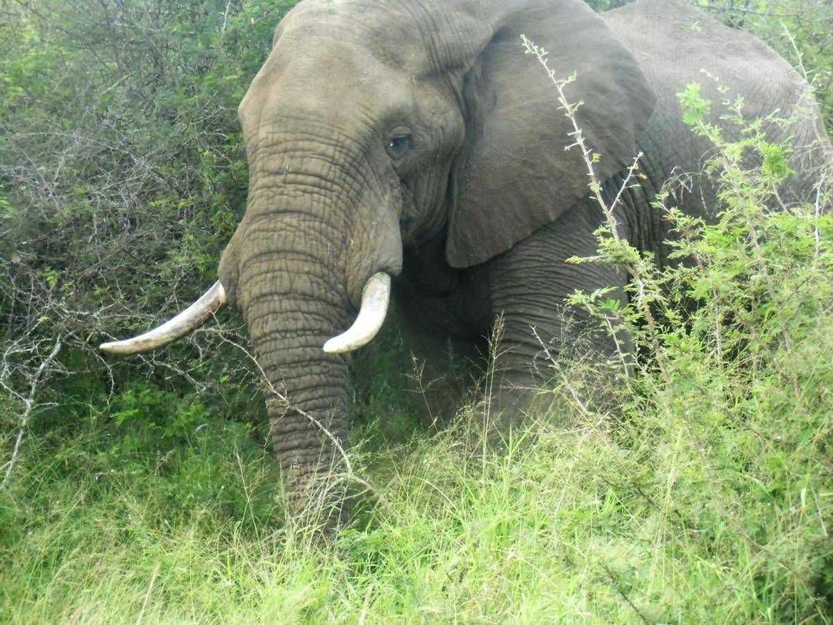 Elefante en el Kruger