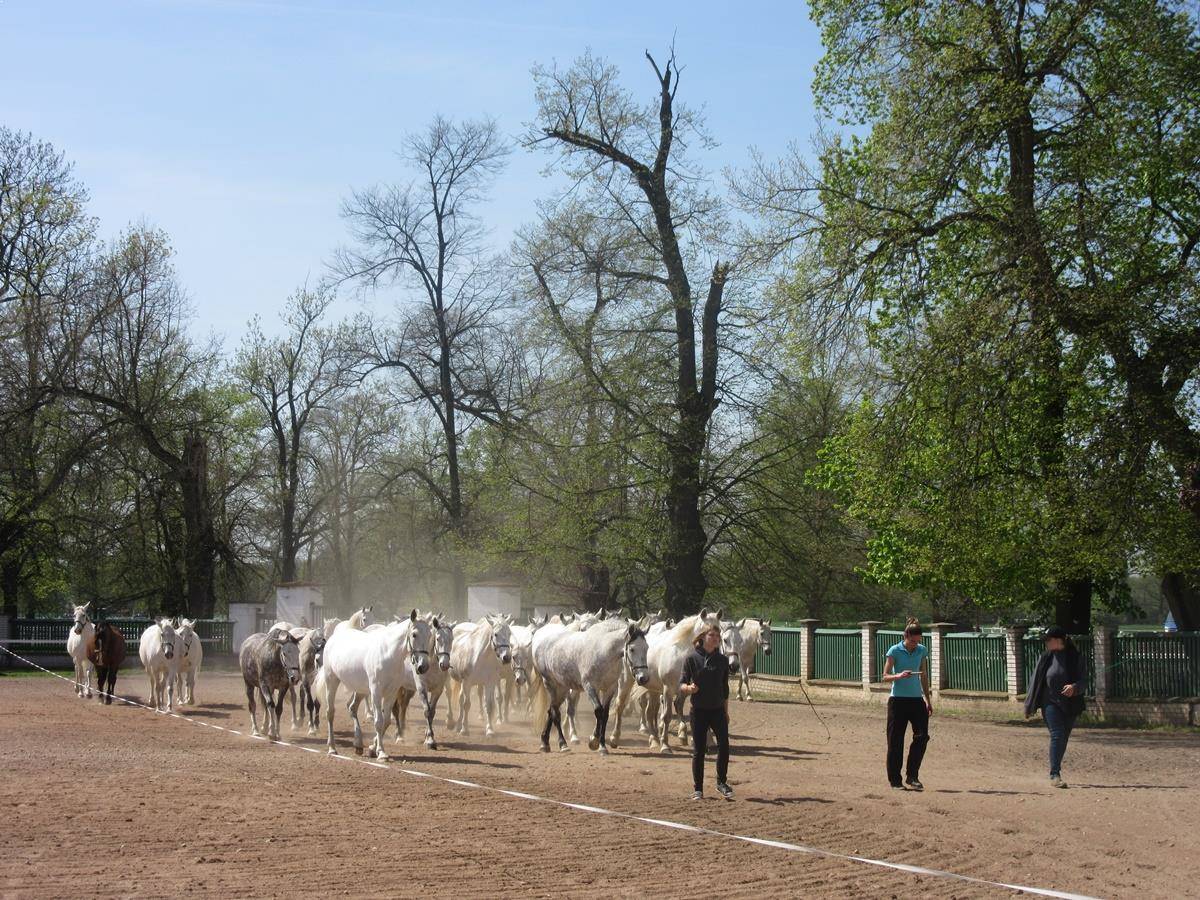 Yeguada en Pardubice