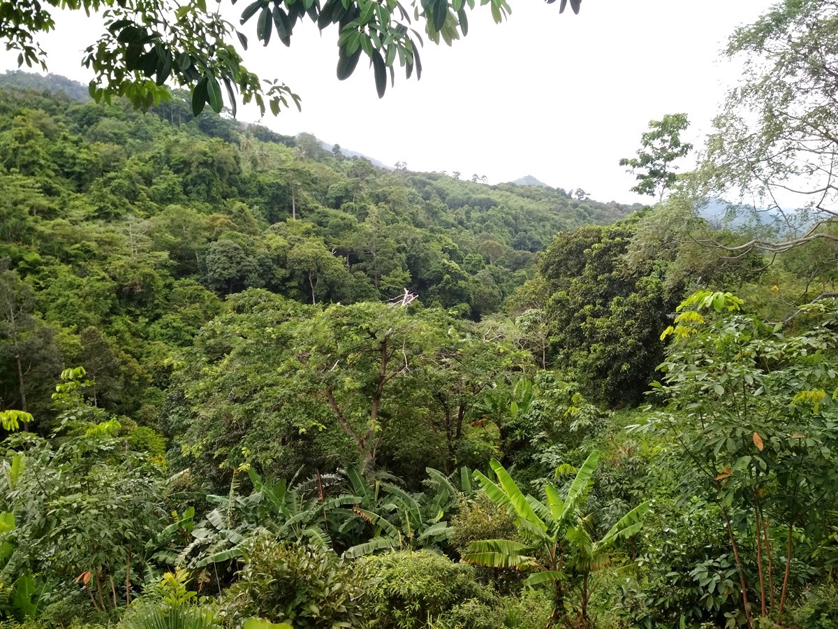 selva koh samui