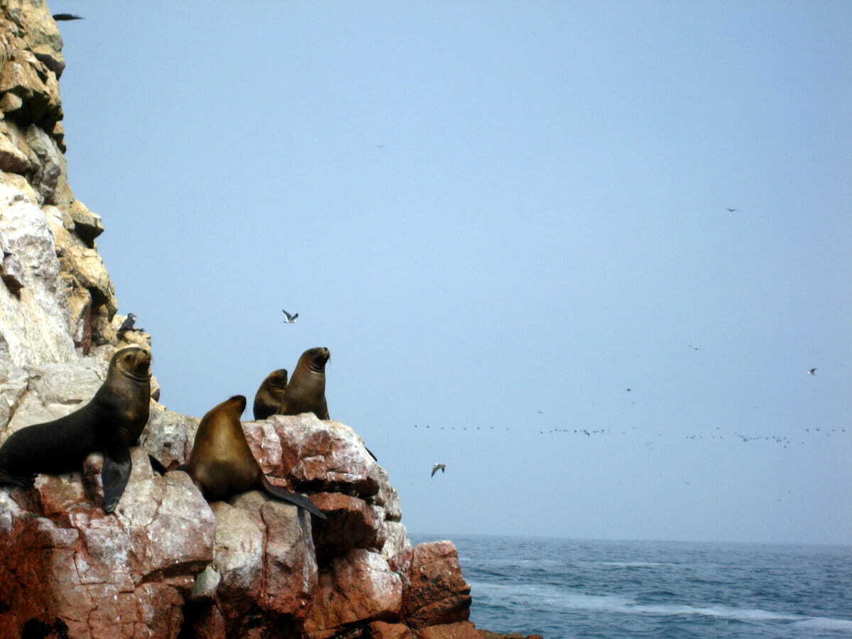 Focas en las islas Ballestas